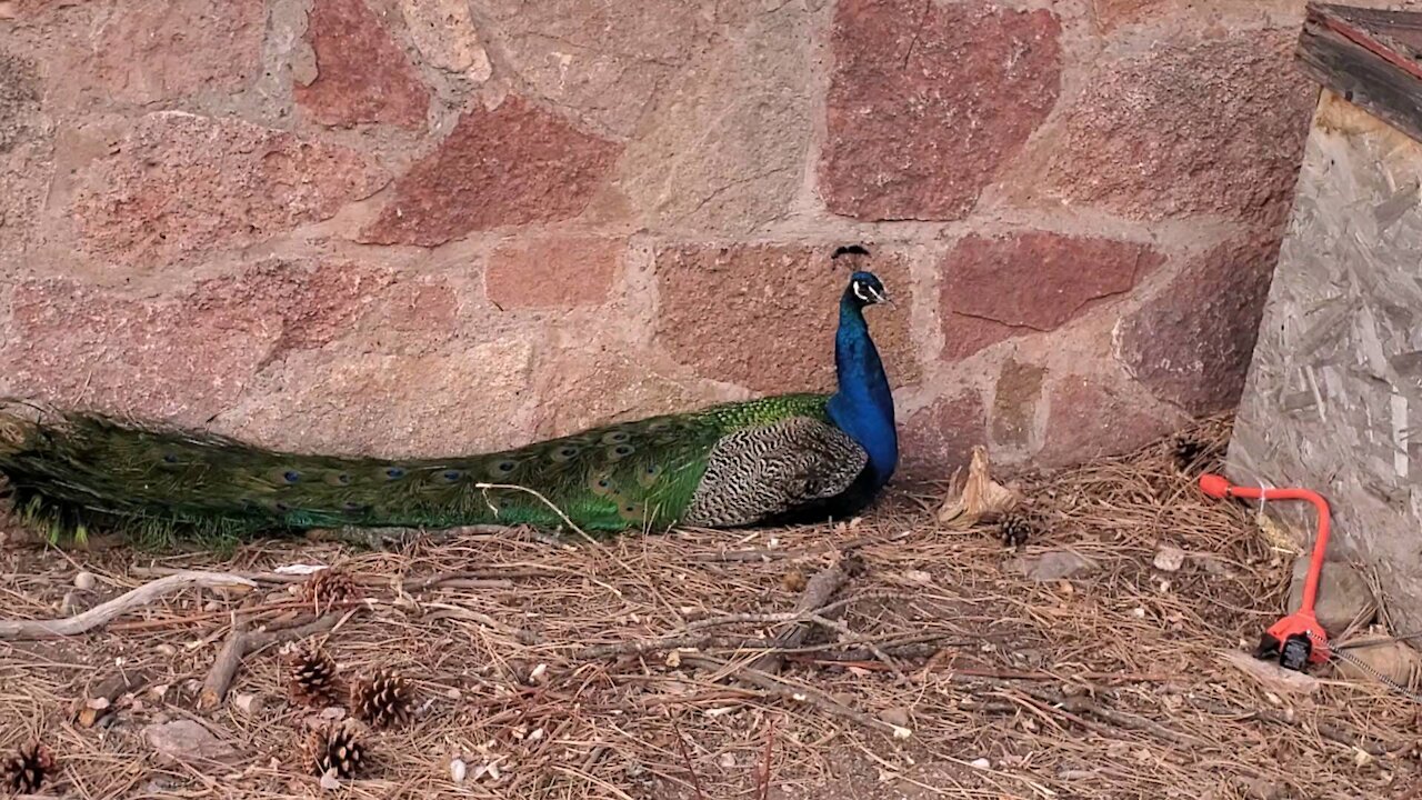 Handsome Peacock
