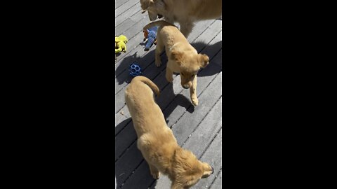 3/22/2022 - Pups playing