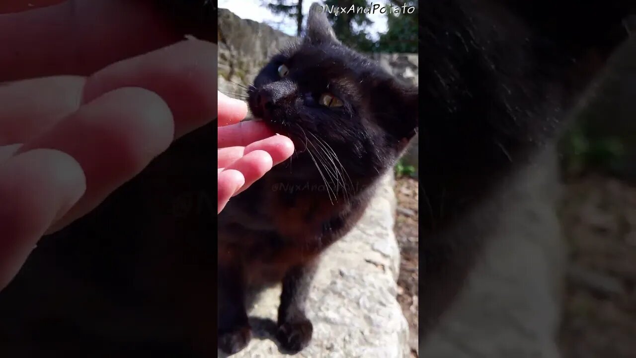 No, that's my finger... Feeding Stray Cats