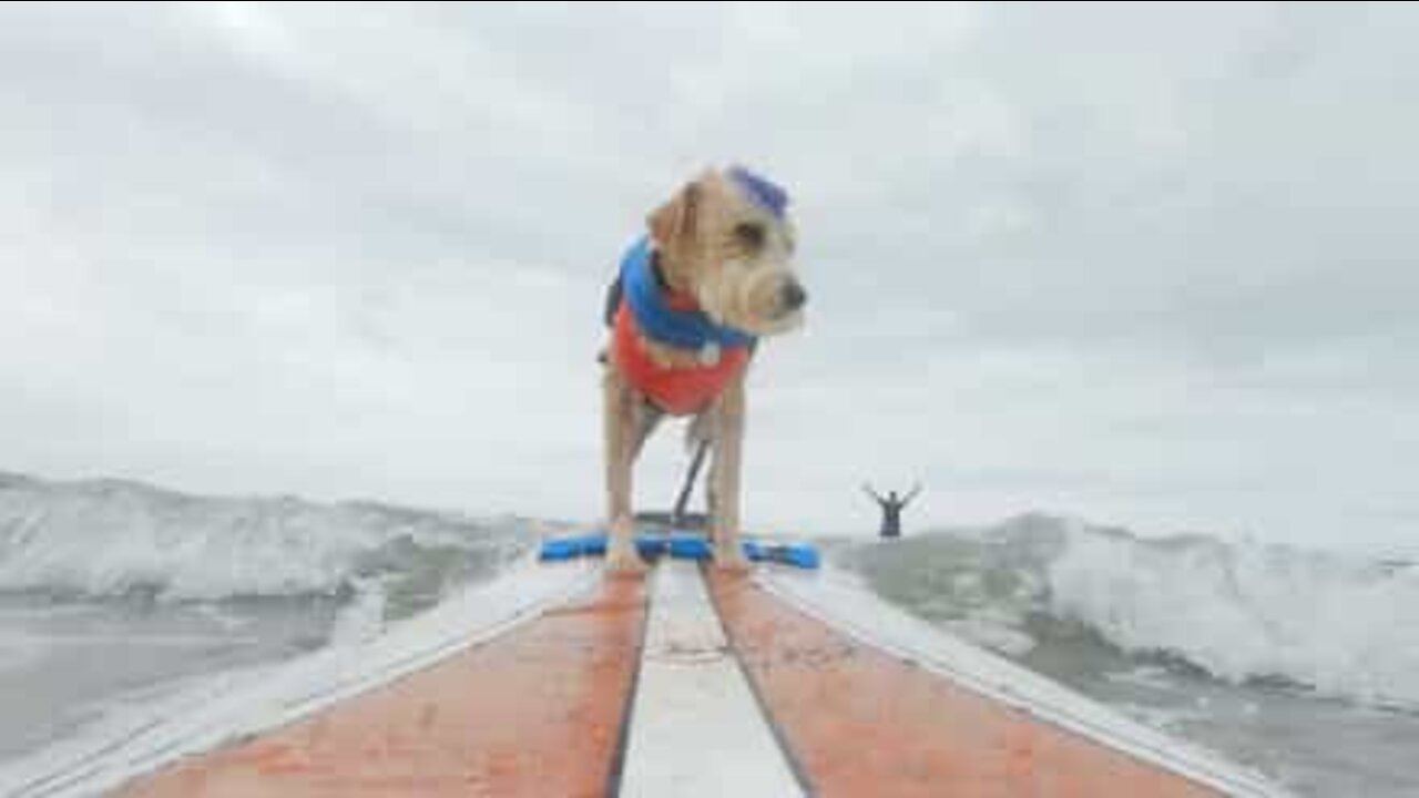 Conheça Scotter, o cão surfista!