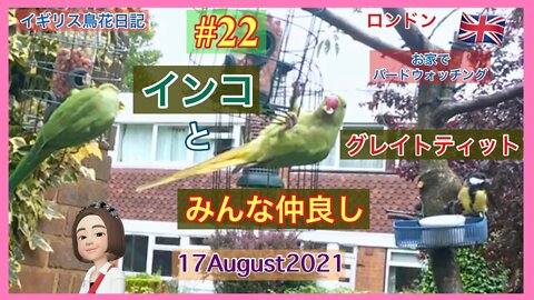 【鳥観察#22】インコとスターリング/ グレイトティットとインコ /ゴールドフィンチやハトたちも/みんな仲良し