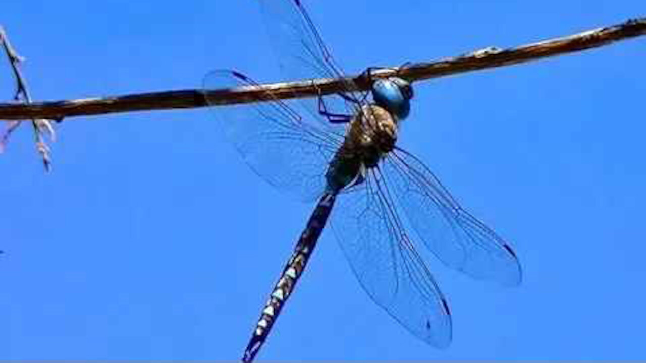 IECV NV #61 - 👀 Blue Dragonfly On A Tree Branch 7-14-2014