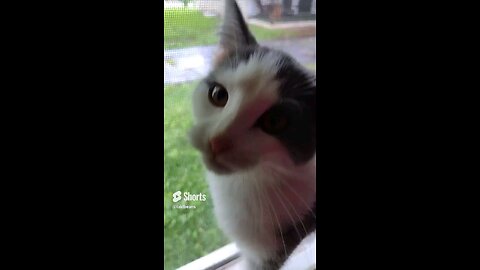 Window Kitten