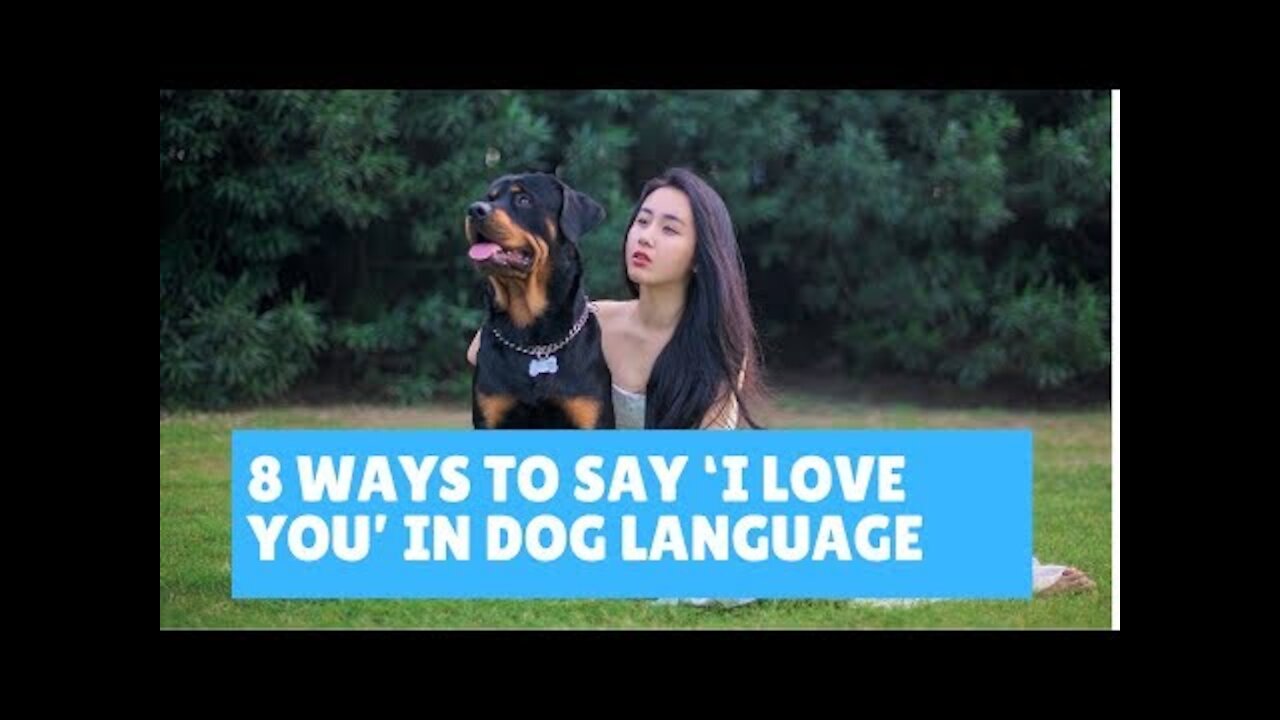 ‘I Love You’ in Dog Language in 8 ways