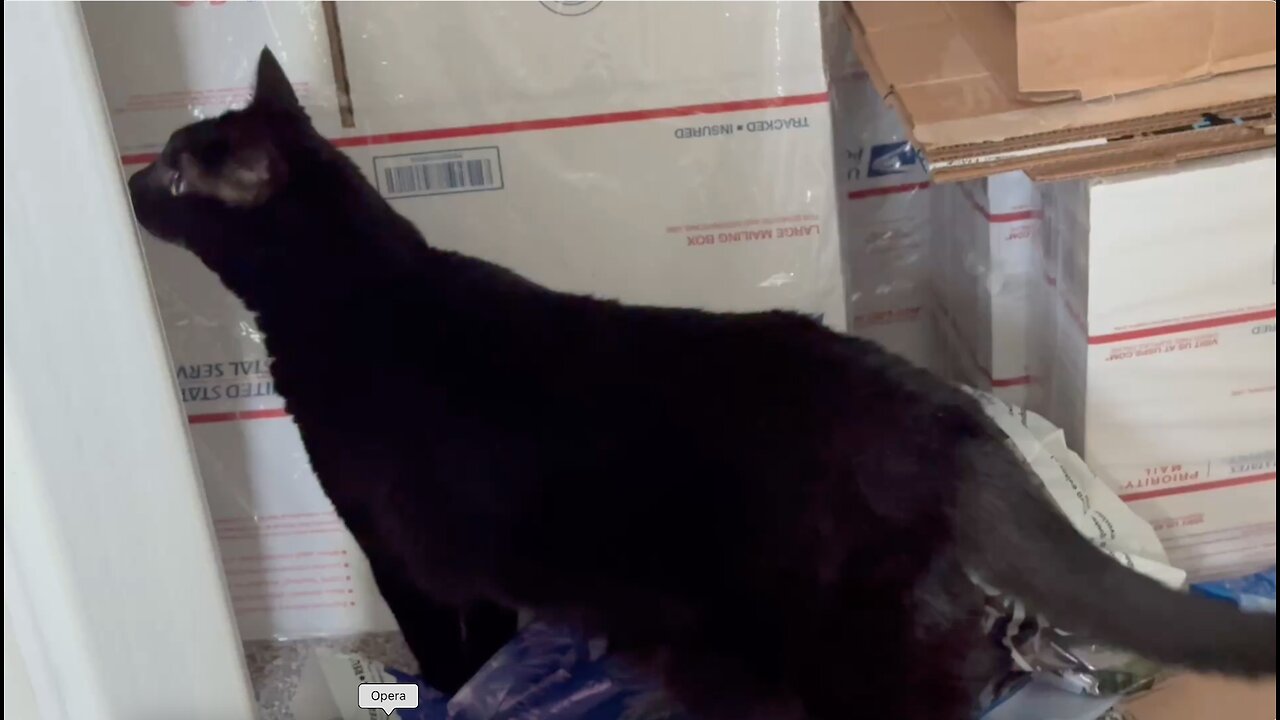 Cute Precious Piper Checks Out the Supply Closet - Adopting a Cat from a Shelter Vlog