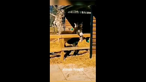 #funnyreels2024 #funnyvideoscomedy #funnyvideosclip #funnyvideosdownload #funnyvideosdaily #today