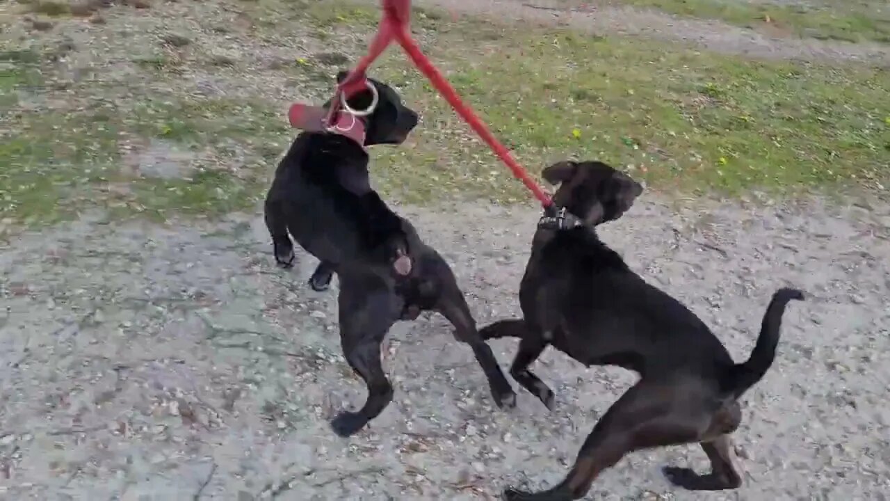 REACTION of TWO PATTERDALE TERRIERS when crossing a good DOMINANT RHODESIAN RIDGEBACK. Fell and tell