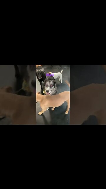 [Shorts 0083] MALI [#dogs #doggos #doggies #puppies #dogdaycare]