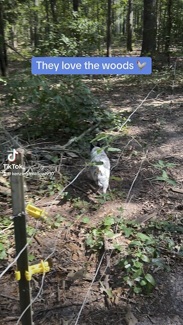 The chickens love the woods