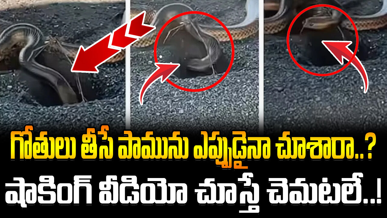 See What This Snake Doing | గోతులు తీసే పామును ఎప్పుడైనా చూశారా..? షాకింగ్‌ వీడియో చూస్తే చెమటలే..!