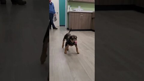 I am a happy happy dog - So Funny #shorts