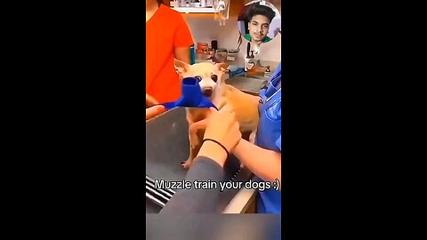 dog funny