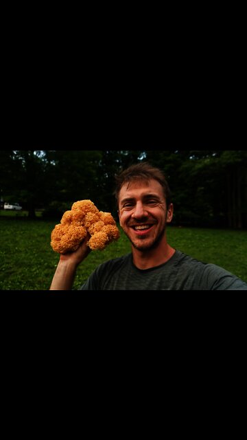 Cauliflower Mushroom: Foraging and Cooking Wild Mushrooms. Bushcraft Cooking Sparassis Recipe