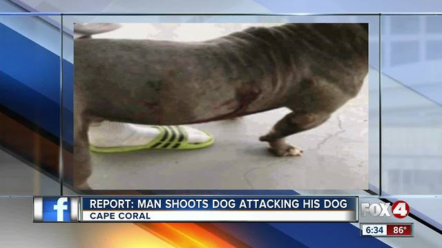 Report: Man shoots dog attacking his dog