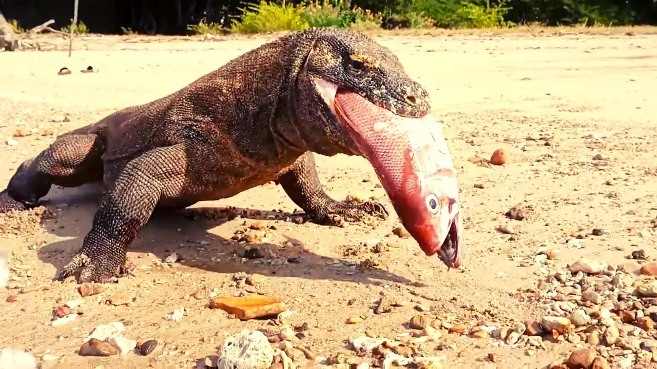 Top 3 Moments Komodo Dragon Swallows Large Fish Whole.