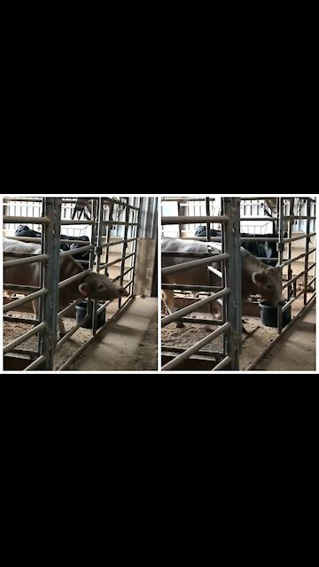 Cow managing to open the gate and get out of its habitat