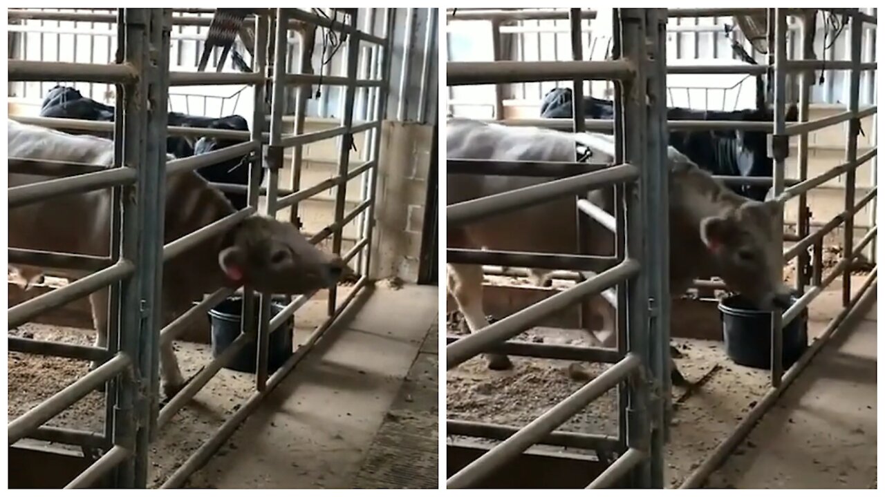 Cow managing to open the gate and get out of its habitat