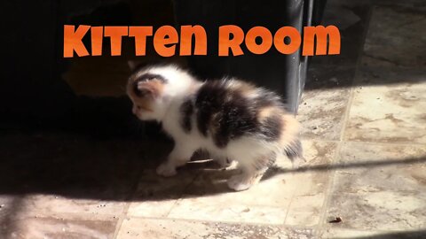 Cleaning The Kitten Room 😻