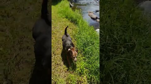 Dog Days of Summer