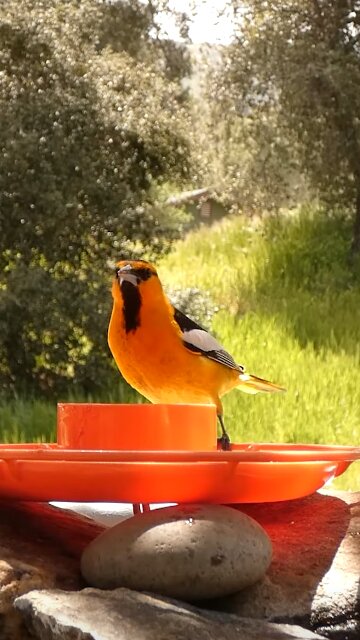 Bullock's Oriole🐦Bird Bath Jelly Gobble