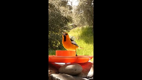 Bullock's Oriole🐦Bird Bath Jelly Gobble