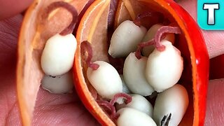 Dangling Tendrils within a Fruit!? | Singapore Adena | Fruits Youve Never Heard Of