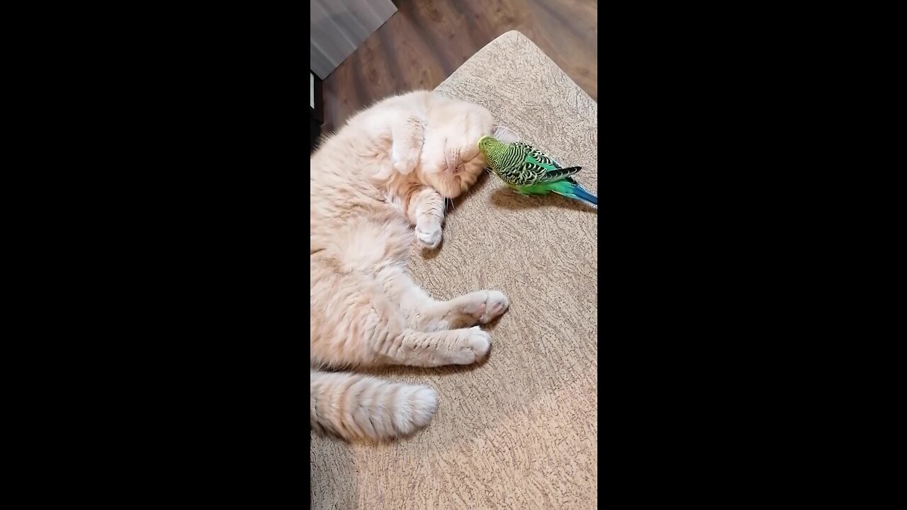 Super patient cat lets parrot annoy him during nap time