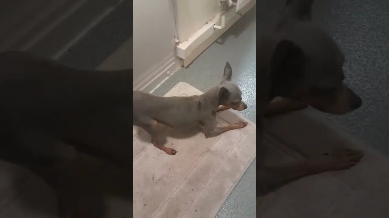 Rare blue coat Dobermann miniature pinscher