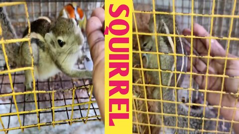 Animal world _ Squirrel