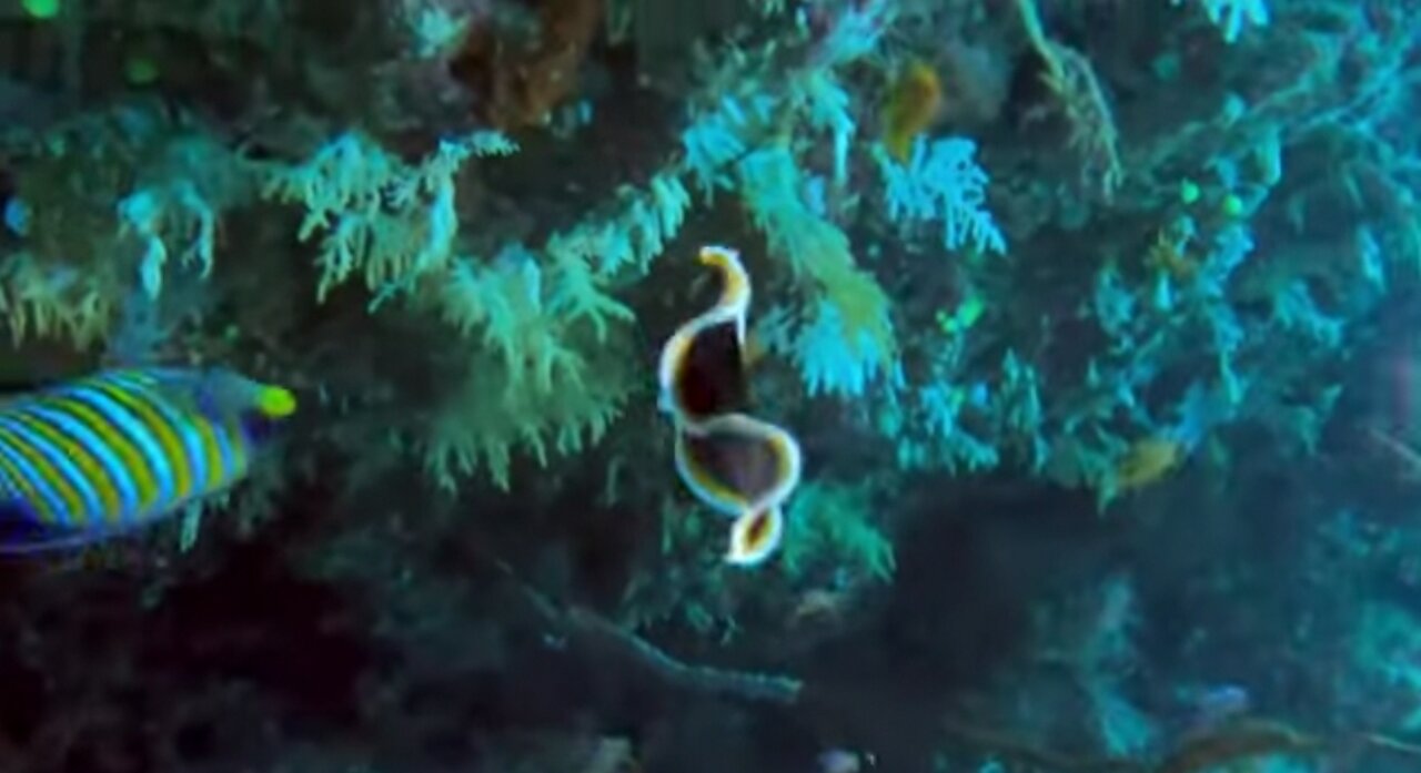 Vividly colored sea slug swims with surprising grace