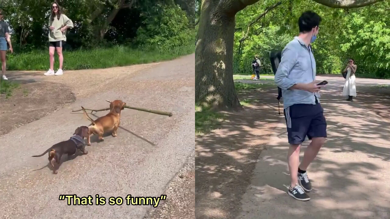 Funniest & Cutest thing you ever see when you walk on the road, this dog make the day