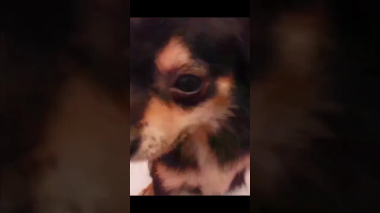 Funniest Cat and Dog Videos Compilation