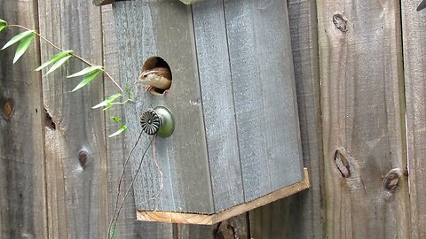 The Nest Builders