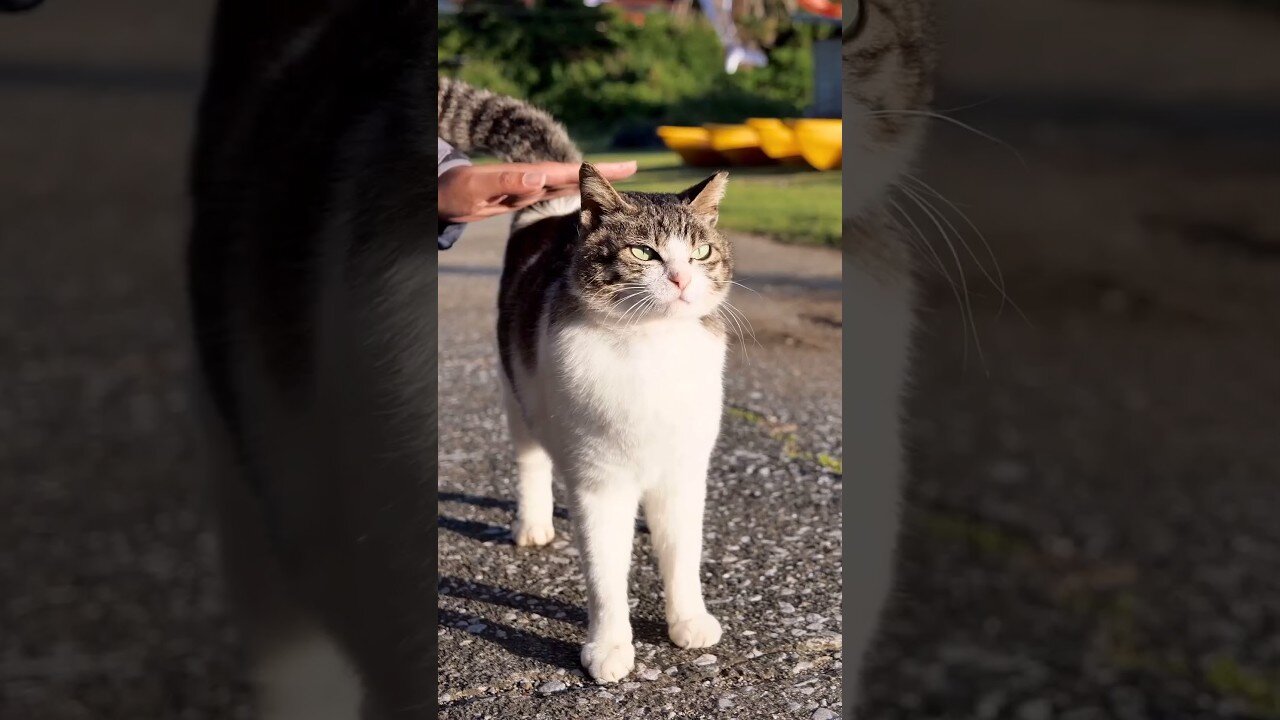 10 Fascinating Cat Facts You Might Not Know.