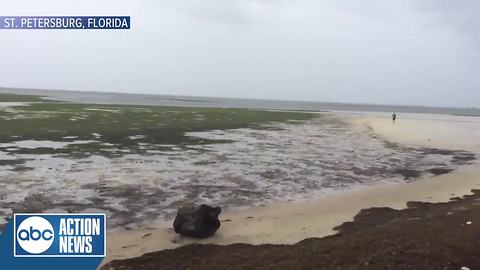 St. Pete Waterfront gone as Irma sucks water away from shore