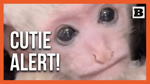 Baby Colobus Monkey Arrives at Memphis Zoo — Can You Handle the Adorable?