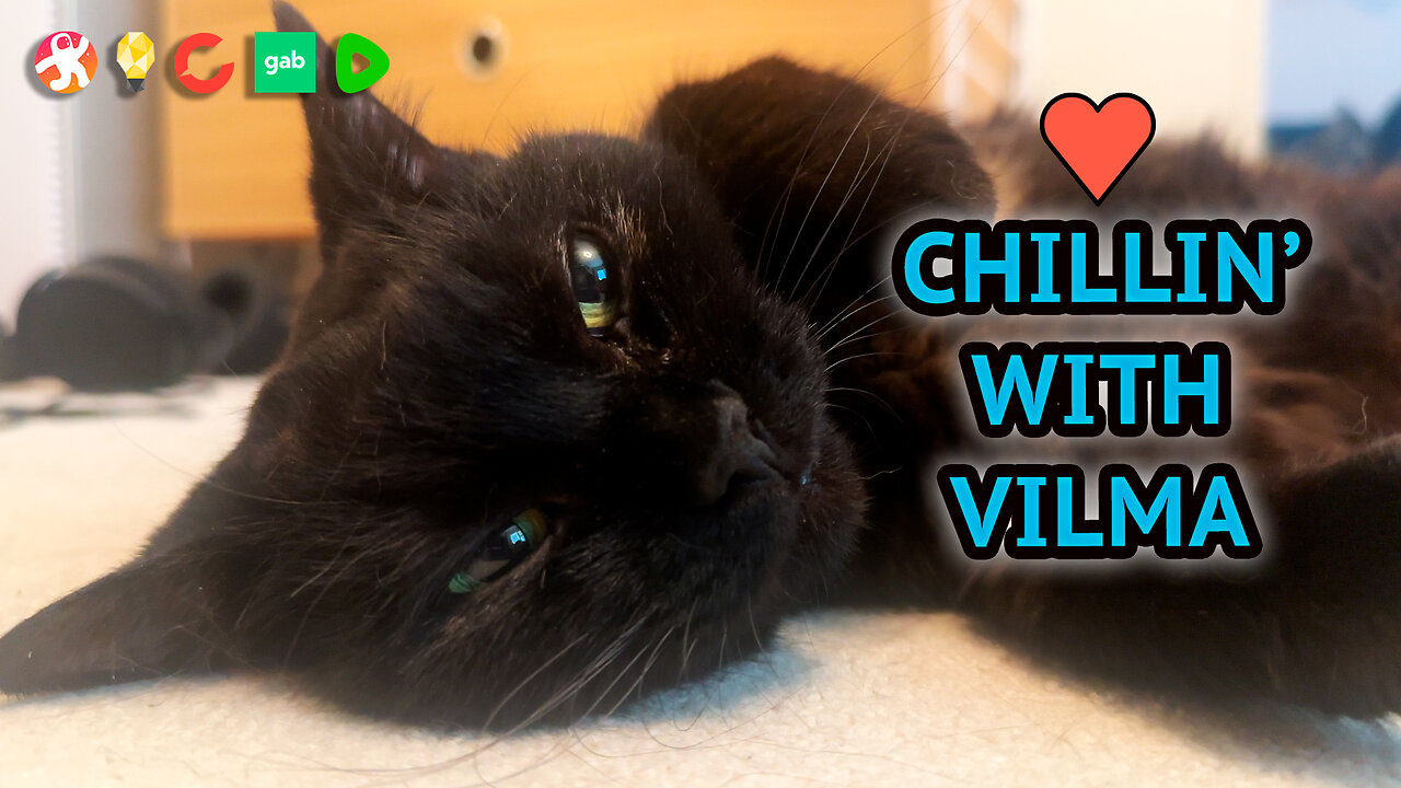 Relaxing Chill Session With Vilma The Cat