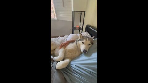 Pampered pooch#dogsoftiktok #siberianhusky #viral