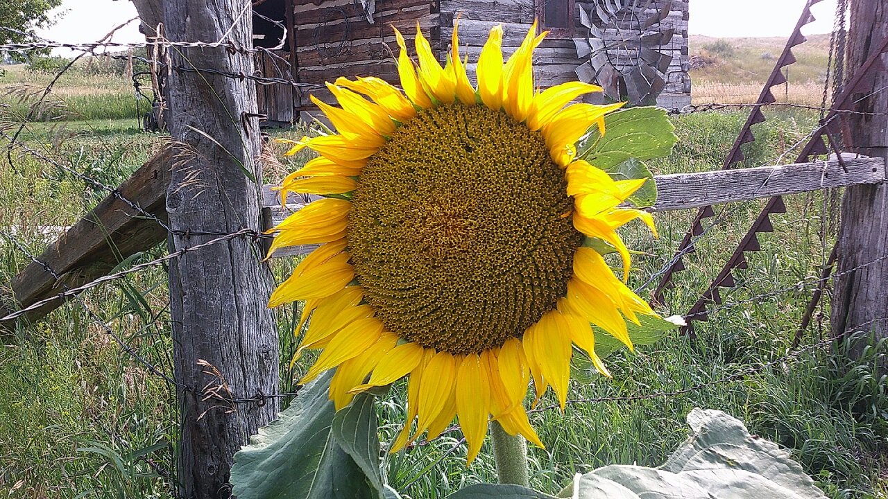 First Cycle of Sunflowers Bloom - Explosion of Color