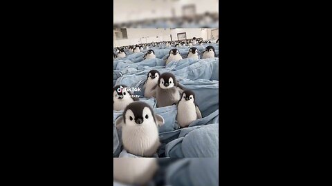 Adorable penguins