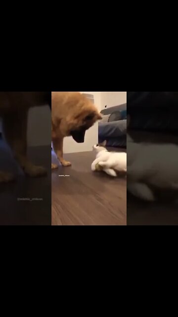 Funny cat shows dog whos boss video #funnycatanddog #funnycat #shorts