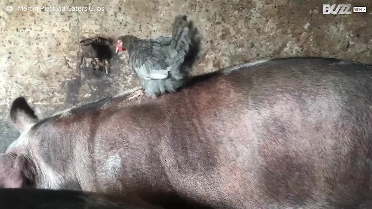 Cette poule est amie avec des cochons