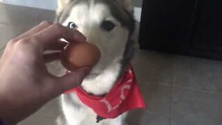 Huskies prove they can complete the egg challenge too!