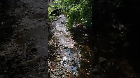 Thompson Park - Burnley - Stream