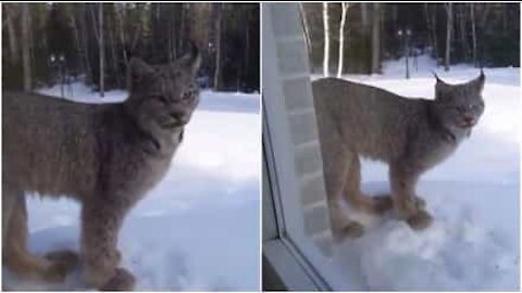 E se questa lince si presentasse alla tua porta?