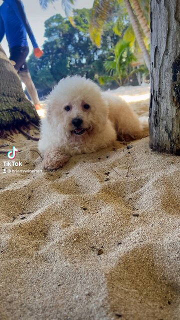 cute dog at beach