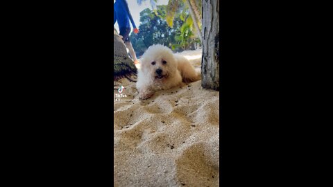 cute dog at beach