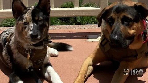 Shelter dogs being trained to help veterans in West Palm Beach