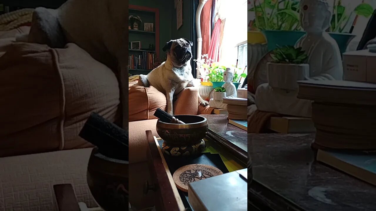 Watch my pugs reaction to sound healing experiments I'm putting together 💕 🤣 #love #pug #soundbath