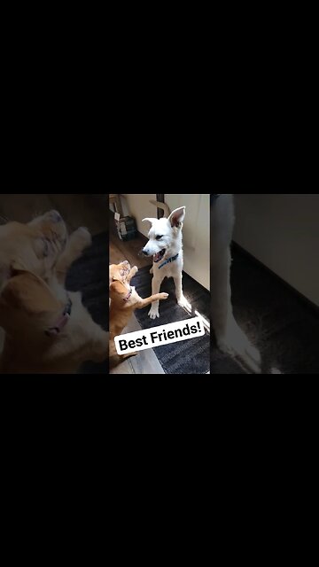 Puppies playing in slow motion!!🤣😂🤣😂 #cutenessoverload #cutepuppies #dogs